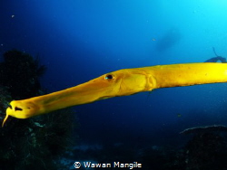 Pipe Fish, under the Arborek Jetty, Raja Ampat Indonesia by Wawan Mangile 